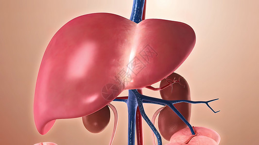 穿过身体3D膀胱器官生物学消化插图肝硬化脂肪癌症胆囊药品胃高清图片素材