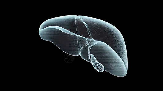 人类肝脏解剖和肝器官定义攻击黄疸胆囊疾病信息男性肝病肝硬化痛苦生物学背景图片