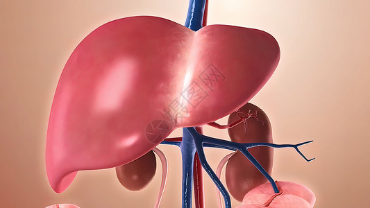 穿过身体3D病人解剖学药品蓝色肝炎脂肪消化肝硬化胸部胰腺胆汁高清图片素材