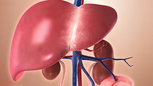 穿过身体3D膀胱胸部癌症肝硬化动脉药品插图消化胆囊科学脂肪高清图片素材