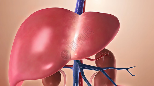 胆汁胸部科学高清图片