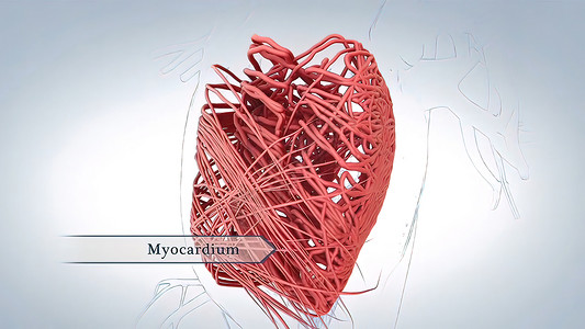 心脏的肌肉层被称为心肌瘤 由心血管细胞组成 脑部心电图染色体遗传学家微生物学基因人体分子高分子遗传学工程生物背景图片