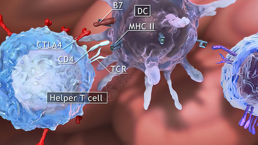 cd4路牌辅助细胞 Th 细胞 也称为 CD4 细胞或 CD4 阳性细胞 是一种在免疫系统中发挥重要作用的 T 细胞临床输血凝块药店滴水液背景