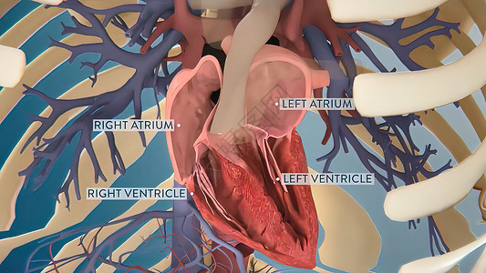 人体3D模型显示器上的人类心脏 现实的解剖3D型人体心脏模型心室身体病人肌肉起搏器动脉中庭疼痛主动脉心脏病背景