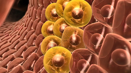 Hepastem  增加肝脏中的健康细胞科学男性手术解剖学身体疼痛脂肪酸肝炎3d癌症背景图片