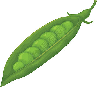 鲍勃青豆 新鲜蔬菜 花园里的豌豆 成熟的豌豆荚 在白色背景上孤立的矢量图饮食卡通片收成团体插图植物艺术美食豆类种子插画