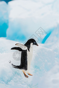 南极洲冰雪上的阿德利企鹅 学会飞翔图片素材