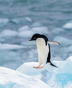 可爱绯袖凤凰螺阿德利企鹅学会在南极飞翔背景