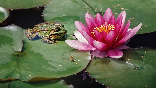荷花青蛙绿色的池塘青蛙坐在绿叶上 旁边是粉红色的大百合花两栖情调叶子植物眼睛水生植物植物群异国水池紫色背景