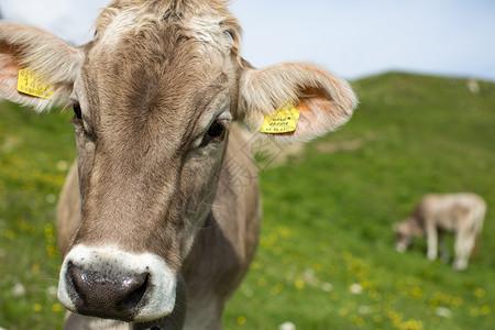 有内热外标签牛在草地上 牛头在焦点上 背景在焦点外 景深较浅 背景中第二头奶牛失焦 看着相机的可爱奶牛背景