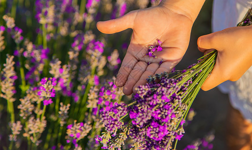 萱衣草一个在紫衣草田里的孩子 有选择的焦点童年农场香味裙子女性农田植物群微笑收成农业背景