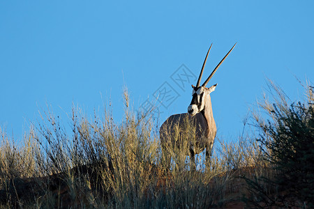 警惕中藏羚羊自然栖息地中的Gemsbok 羚羊野生动物破坏瞪羚沙漠生态哺乳动物天空动物食草牛角背景