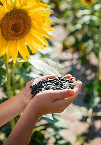 孩子注意力不集中孩子手里握着向日葵种子 有选择地集中注意力摄影收成农业植物花瓣植物群花园太阳场地季节背景