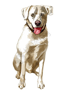 黄狗品种拉布拉多人背景图片