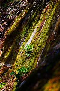 树荫林中微粒岩表面结构图示细节高清图片