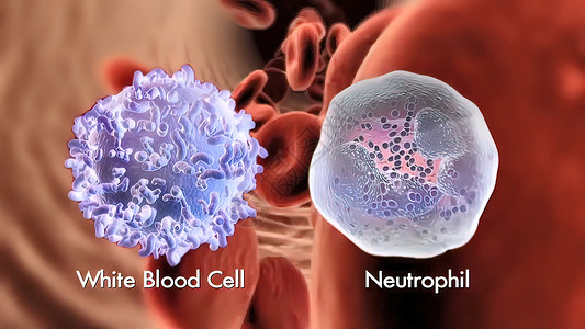 染血王国3d 白血球肺部渲染微生物学生物黑色白细胞生物学细胞科学生活显微镜背景
