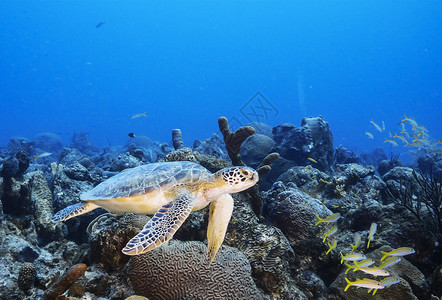水下海洋图海洋生物潜水员旅游摄影旅行图片行社游记照片浮潜背景图片
