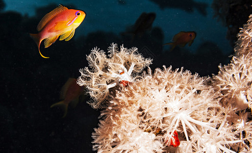 水下海洋图海洋生物潜水潜水员uw旅行图片旅游浮潜世界照片背景图片