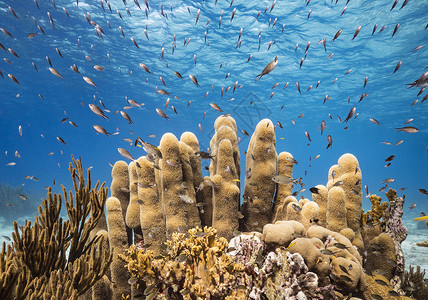 九鱼图海底海洋生物图示博主摄影生活旅游狂旅游假期笔记本世界深度照片背景