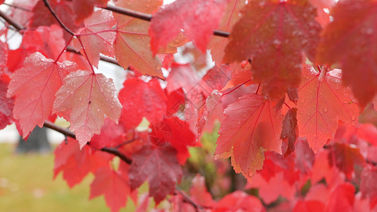 雨滴 红色的秋天枫树叶 水滴 湿落叶在森林里公园红宝石活力栗色叶子树叶湿度植物天气季节九月高清图片素材