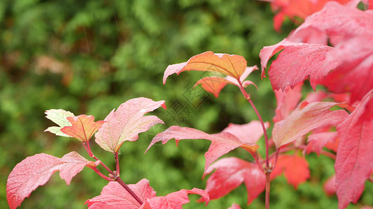 雨滴 红色的秋天枫树叶 水滴 湿落叶在森林里湿度植物绿色叶子天气季节树叶公园自然高清图片素材