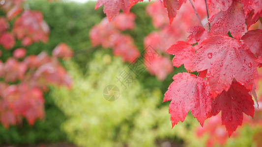 雨滴 红色的秋天枫树叶 水滴 湿落叶在森林里天气植物绿色季节活力湿度公园叶子树叶十一月高清图片素材