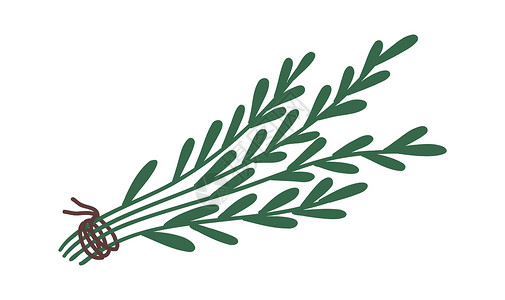 蜜兰香Basil 树叶 甜美的艺术药草 矢量插图集 平面图标插画