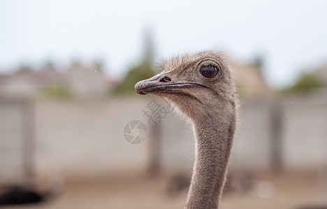 一只不飞的乌龟鸟 它不会飞翔微笑动物群动物园农场头发公园脖子好奇心荒野骆驼背景图片