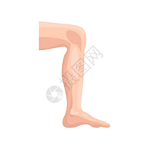 男性腿扁平图标 身体部位集合中的彩色矢量元素 用于网页设计 模板和信息图表的创意男性腿图标背景图片