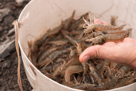 显示尼加拉瓜新捕获的养虾手掌高清图片