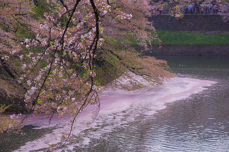 奇多里加福吉樱花的画面皇宫樱花护城河文化高清图片