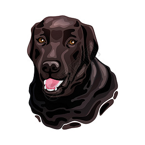 拉布拉多寻回犬布朗拉布拉多犬头设计图片