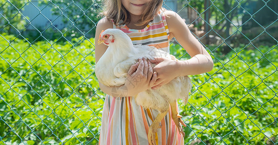 免费养鸡素材养鸡的农场里的孩子 有选择地集中精神橙子风光残翼微笑女孩牧场动物自由草地阳光背景