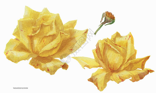 两朵黄玫瑰花花卉植物玫瑰绘画艺术手绘黄色植物群背景图片