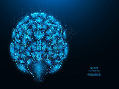 深蓝色背景下人脑的多边形矢量图解 大脑解剖低聚艺术 神经系统医学横幅 模板或背景 人工智能概念背景图片