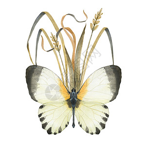 含有水彩蝴蝶和植物的古老成分横幅野生动物草本植物胸花生活翅膀情调死亡动物林地背景