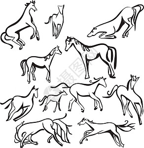 运动康养养宠物的矢量群 马在白色背景中被孤立绘画插图野生动物收藏标识动物速度马背活动草图设计图片