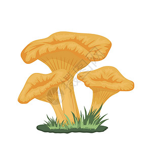 矢量草地上的三个鸡油菌蘑菇 手绘卡通黄色鸡油菌蘑菇套装分离 设计模板 剪贴画 鸡油菌Cibarius 蘑菇家族艺术纺织品森林插图背景图片