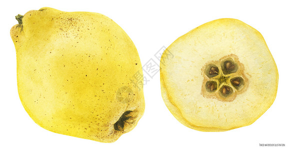 西多士新鲜黄黄五色水果插画
