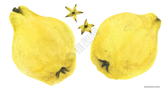 西多士新鲜的黄黄树水果和种子水彩艺术品食物饮食插图艺术黄色园艺植物甜点插画