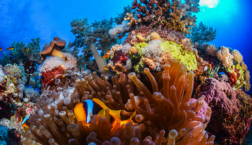 九鱼图海底海洋生物图示日记红海旅行者旅游狂笔记本摄影博客公羊旅行游客背景