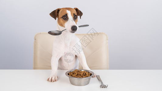 吃汤圆的狗狗坐在晚餐桌旁 吃了一碗干食 嘴里拿着勺子乐趣宠物享受饥饿动物午餐小吃桌子餐具小猎犬背景