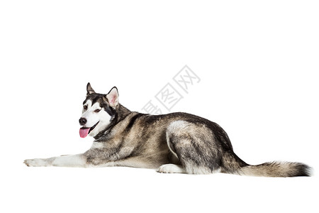 一只狗阿拉斯加马拉穆特 坐在白色背景面前工作室犬类舌头家畜主题血统生物动物灰色摄影背景