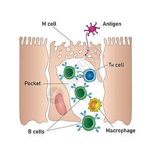 Mucosal免疫系统图 医疗矢量说明背景图片