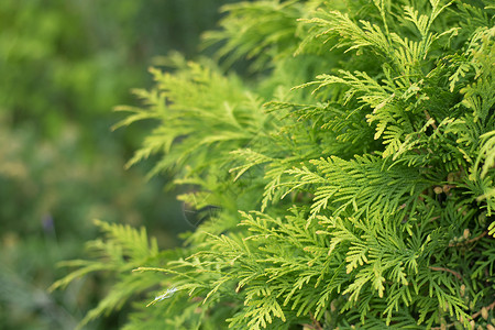 夏新实力周长青背景 新夏假花叶 绿叶背景花园公园宏观植物森林季节植物学松树工厂侧柏背景