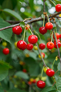 红色树树阳光明媚的夏日 花园树上的红樱桃红色收成生长植物季节农场饮食叶子食物水果背景