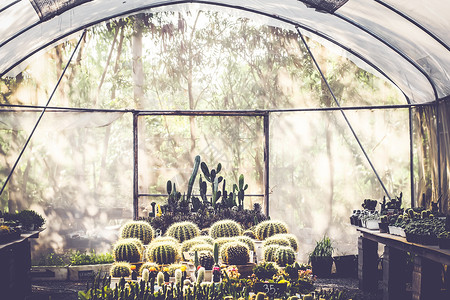 仙人掌和骆驼室内种植中美丽的仙人掌 用于苗圃抽象绿色屋内背景背景