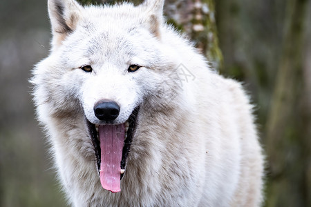靠近一个成年白狼 在森林里游荡猎人眼睛野生动物哺乳动物公园毛皮鼻子荒野危险木材毛茸茸的高清图片素材