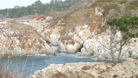 松松刺树 岩石 悬崖或悬崖 海滨 加利福尼亚海岸高清图片