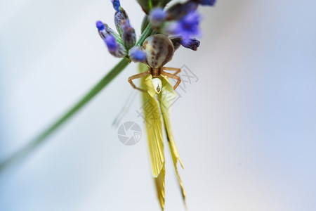 螫蟹百合螃蟹蜘蛛在吃白卷心菜蝴蝶帐篷鸢尾花昆虫植物学白色草地百合庭园花园捕食者背景